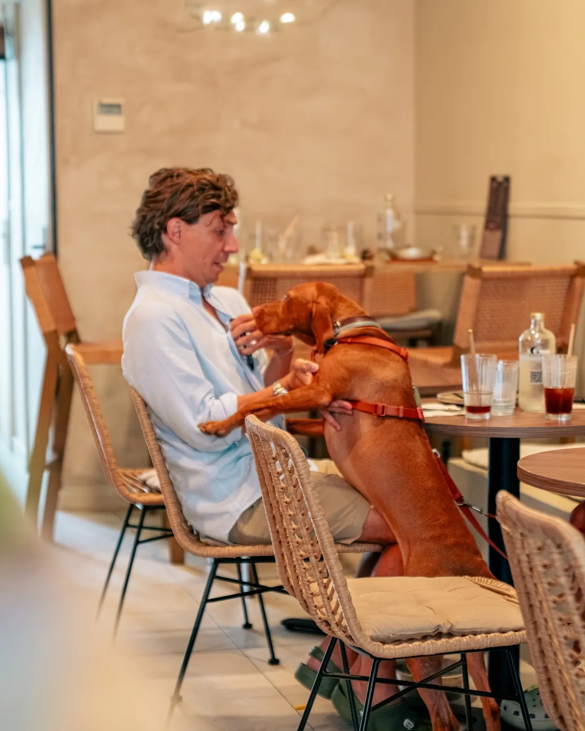 La salle, chiens bienvenus, AB Cafe à Saint-Raphaël